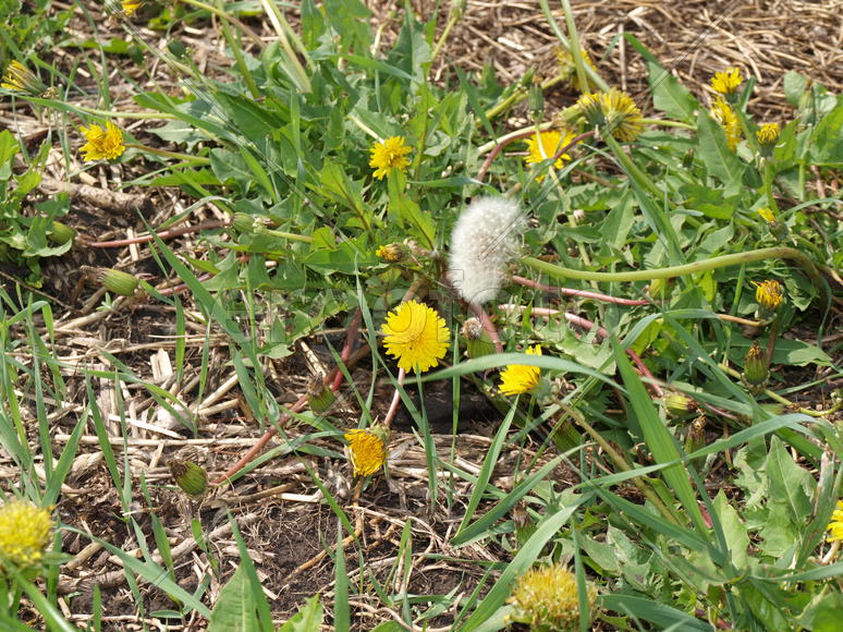 Одуванчики