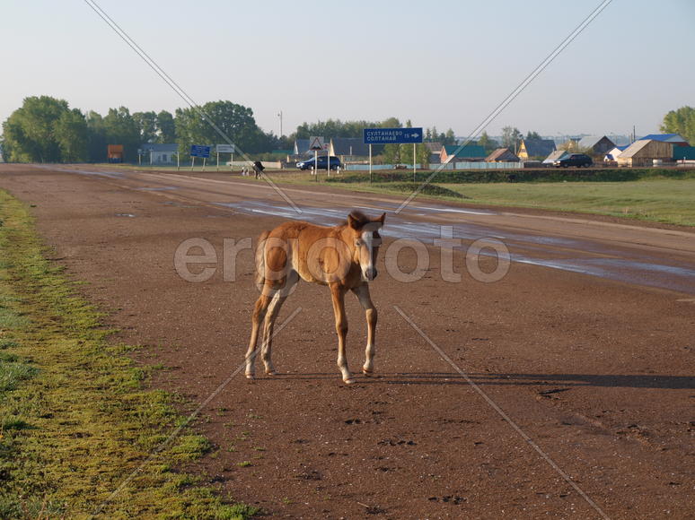 Жеребенок