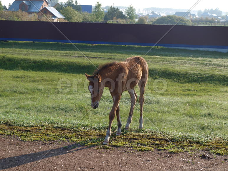 Жеребенок