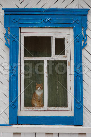 Рыжий кот смотрит через окно украшенное резными узорами 