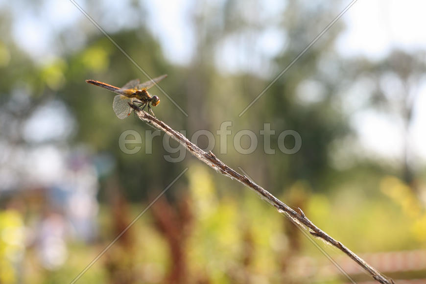 Стрекоза на ветви дерева 