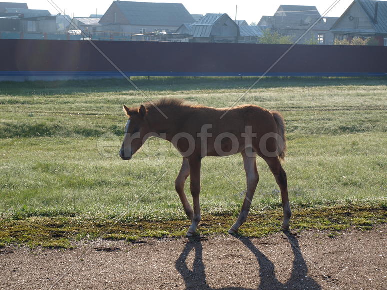 Жеребенок