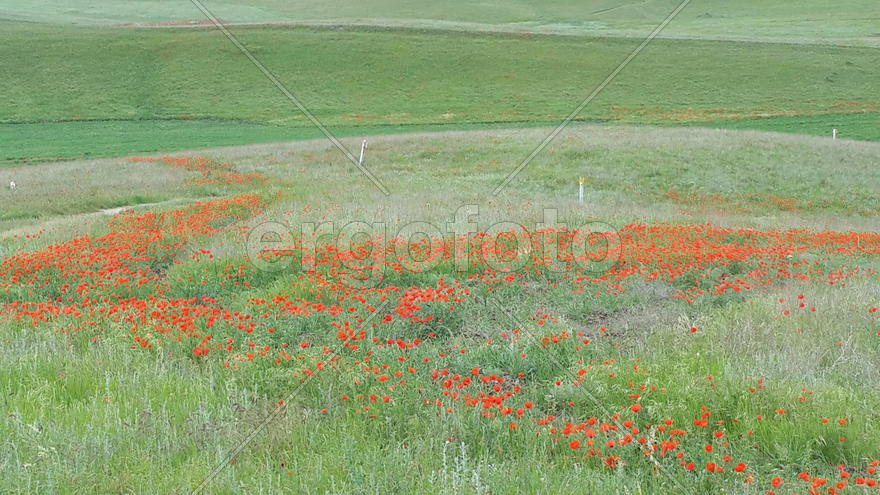 Маковое поле