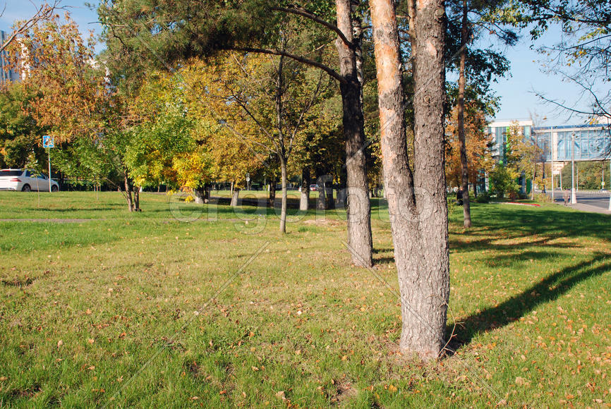 Чудо природы - сросшиеся сосны