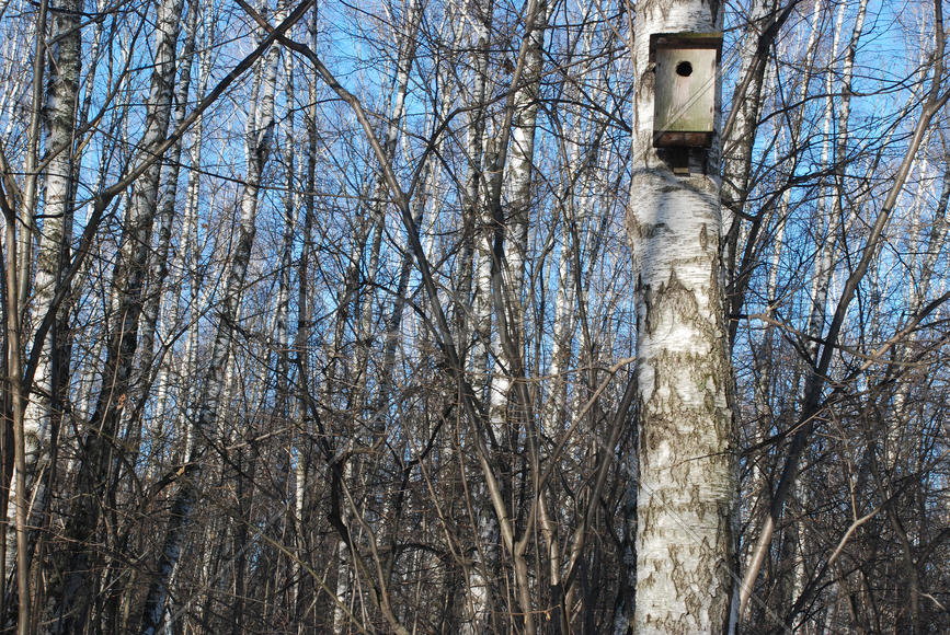Скворечник на березе в Московском парке в конце зимы
