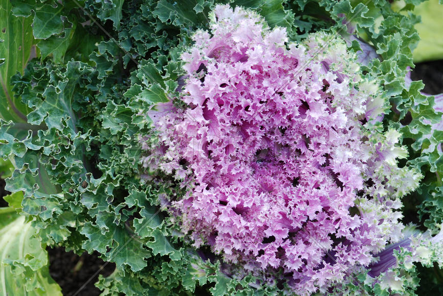  Декоративная капуста  сиреневого цвета