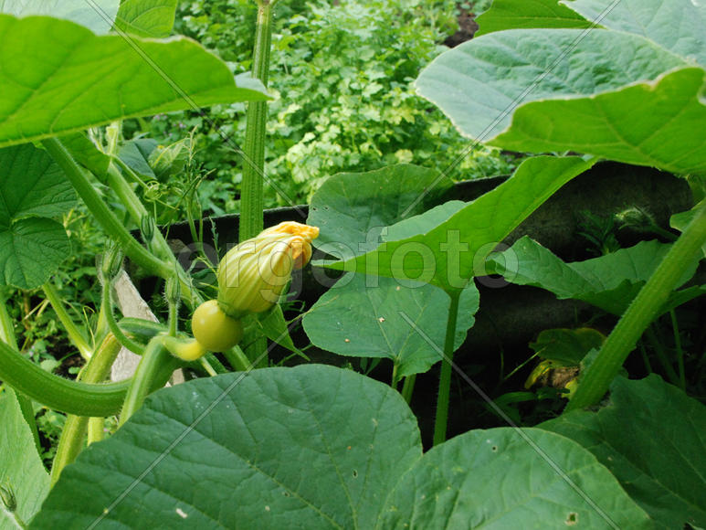 Цветок тыквы с зародышем ранним утром 