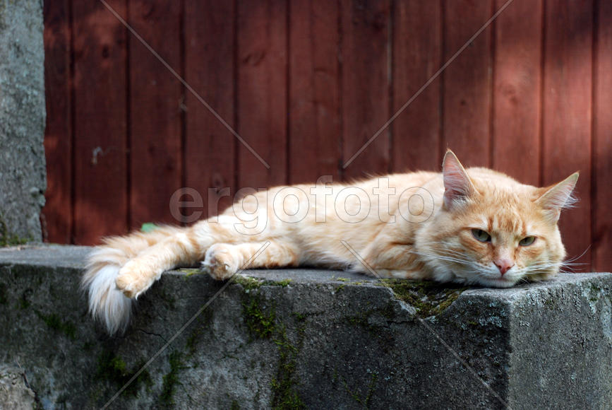 Рыжий кот лежит на сером камне
