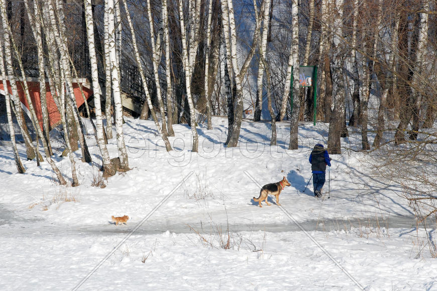 Собака и собачка на прогулке с хозяйкой в подмосковном парке