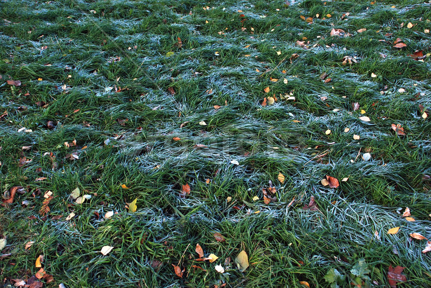 Иней на зеленой траве от утреннего заморозка