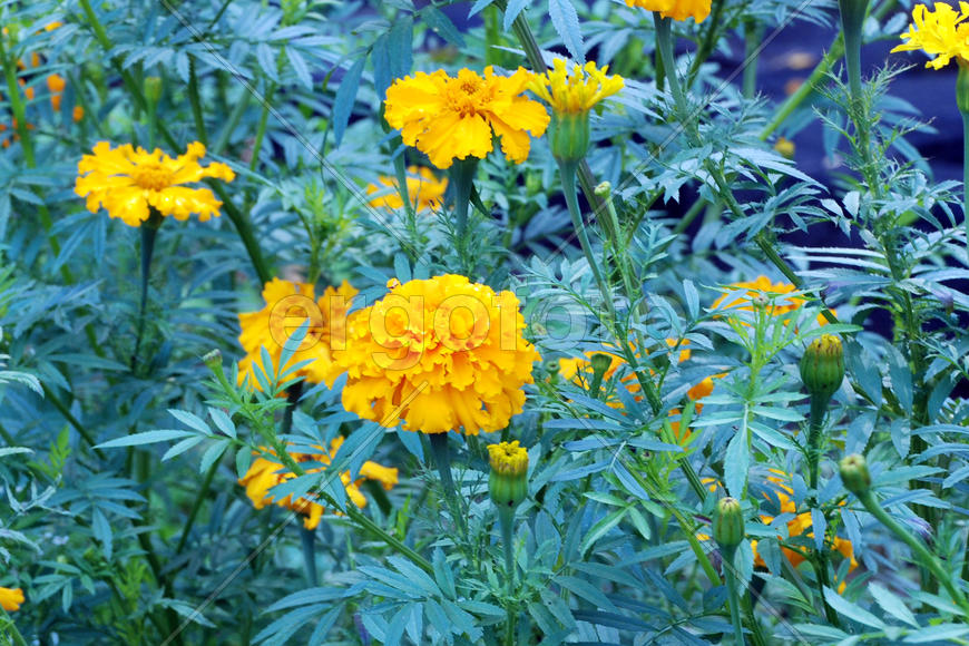  Tagetes - бархатцы желтые высокорослые