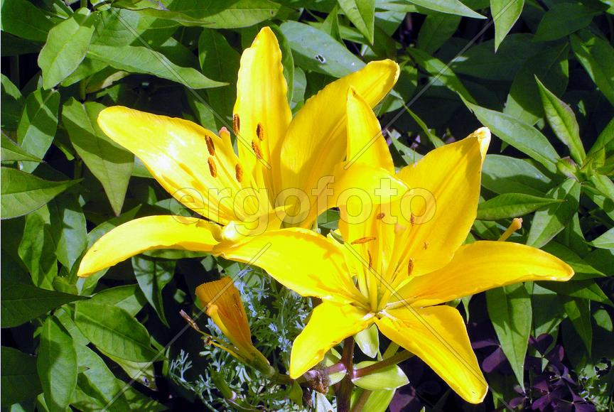 Лилия - нескромная азиатка