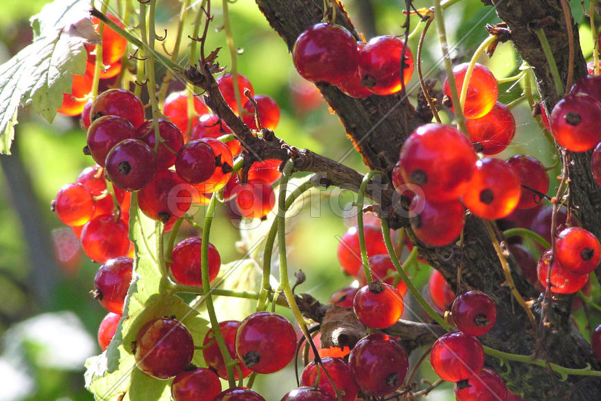  Красная смородина