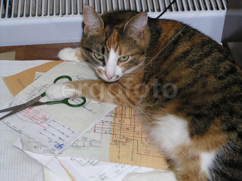 Кошка-радиолюбитель охранят секреты электронной схемы
