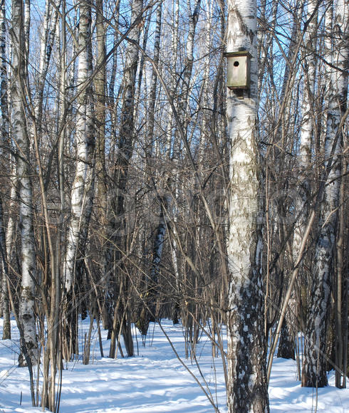 Скворечник на березе в Московском парке