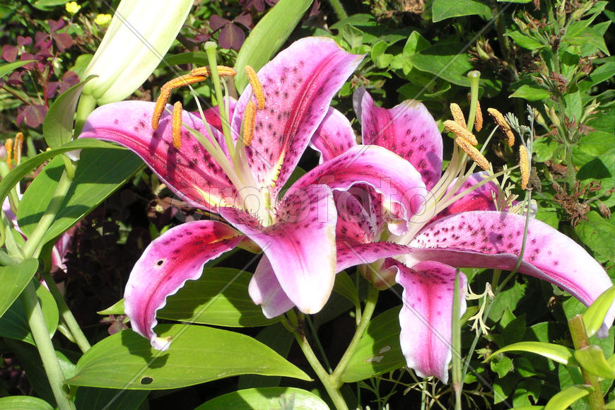 Lilium - Лилия восточная 