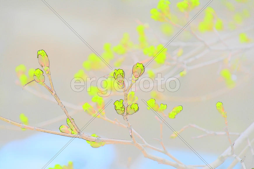 Распускаются почки клёна 