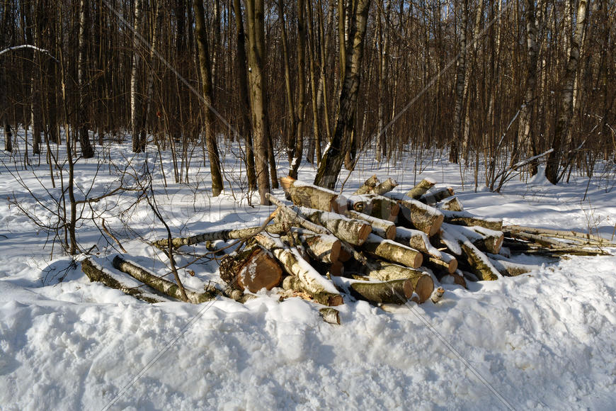 Санитарная рубка в московском городском парке