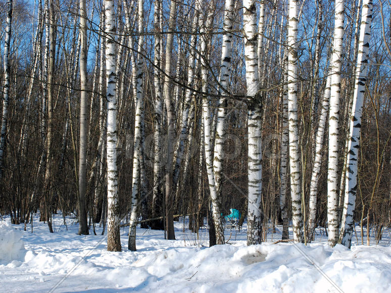 Березы, освещённые солнцем
