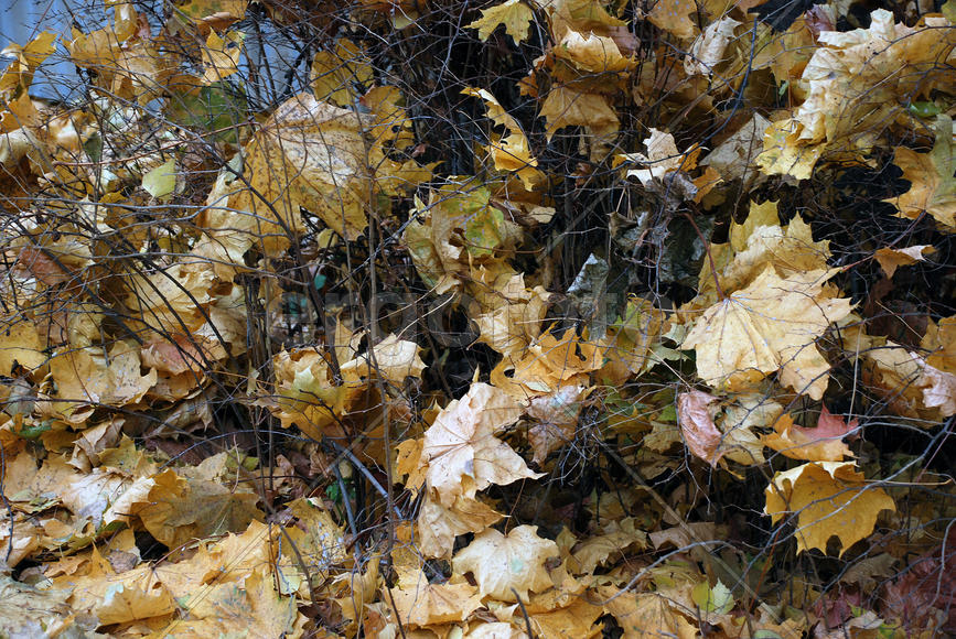 Опавшие листья клена