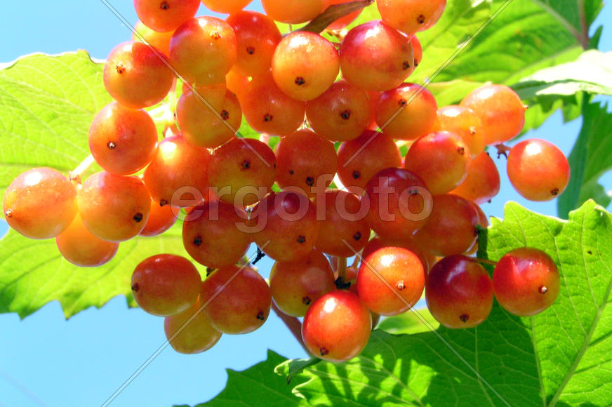  Калина незрелая