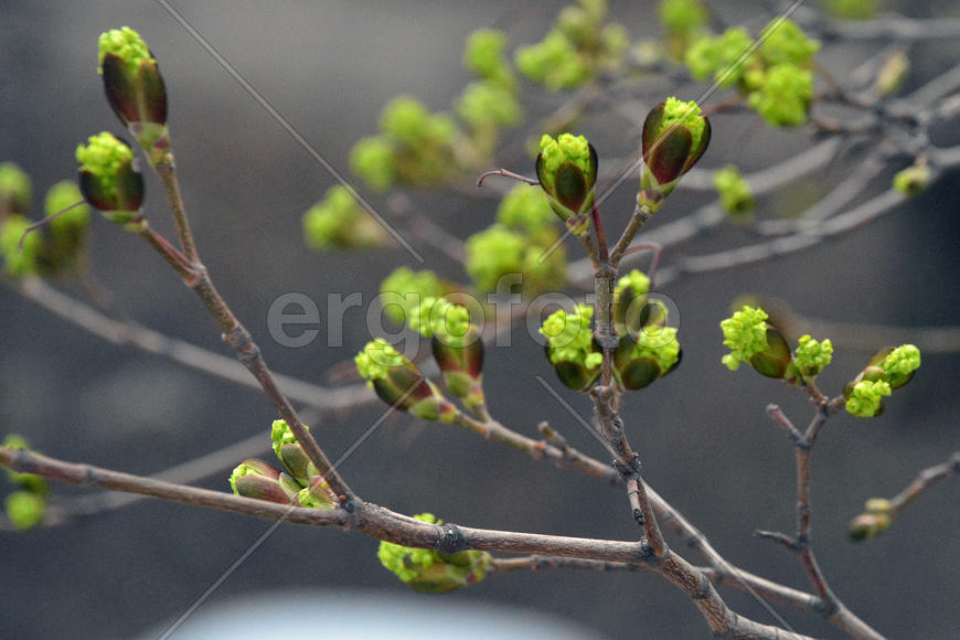 Распускаются почки клёна 