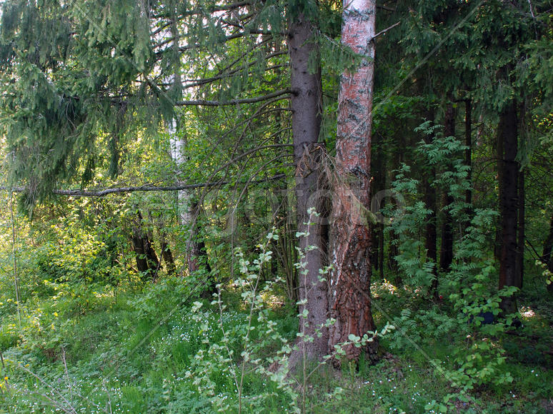 Береза и ель, растущие вместе на опушке леса