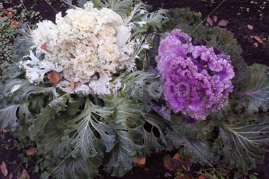  Декоративная капуста белая и сиреневая