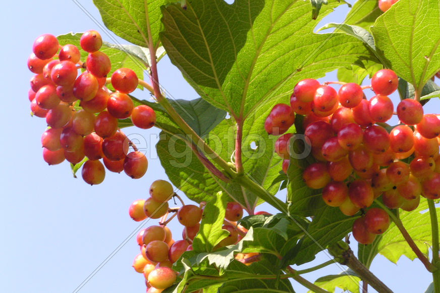  Калина незрелая