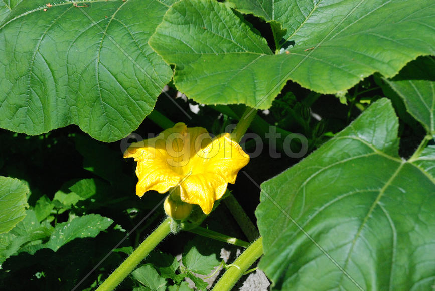 Желтый цветок тыквы с зародышем