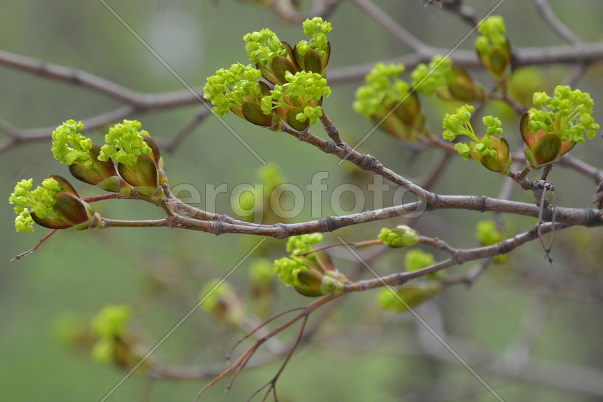 Распускаются почки клёна 