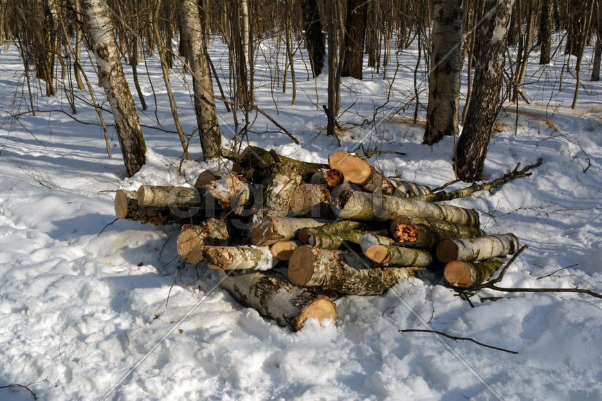 Санитарная рубка в московском городском парке