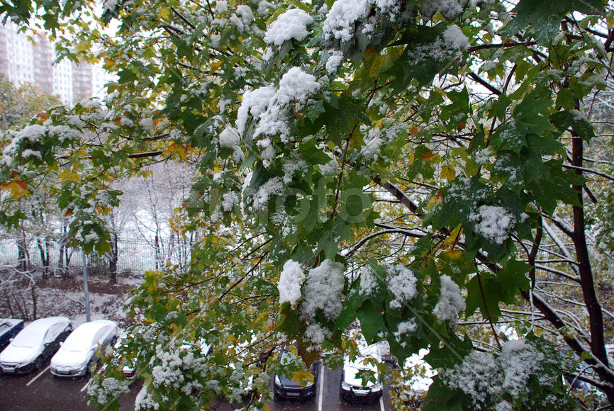 Первый снег на деревьях и крышах автомобилей