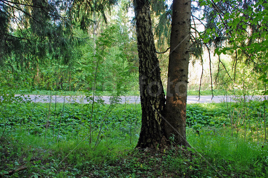 Ель и береза, сросшиеся над землей