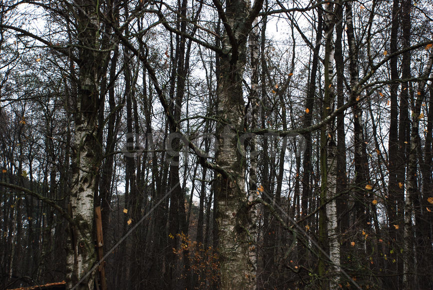 Березовый лес в середине осени