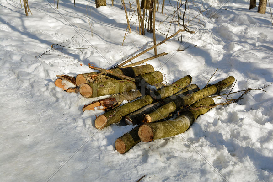 Санитарная рубка в московском городском  парке в январе 2016 года