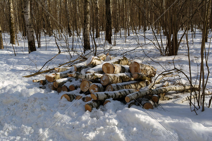 Санитарная рубка в московском городском парке