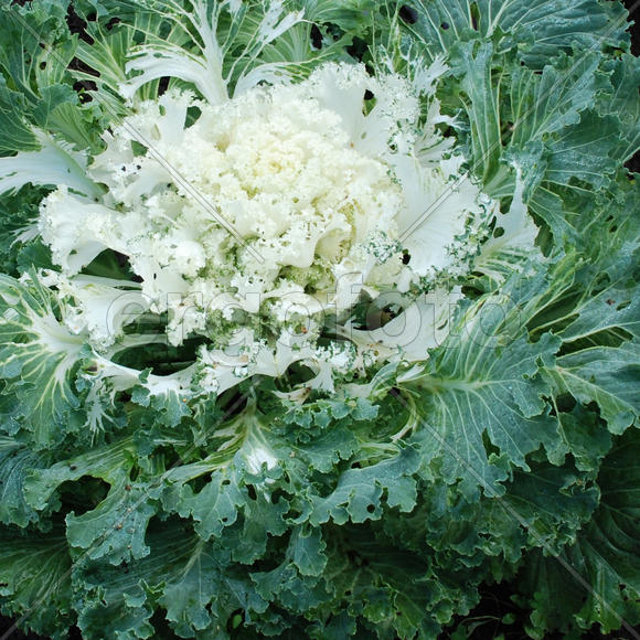 Капуста декоративная белая