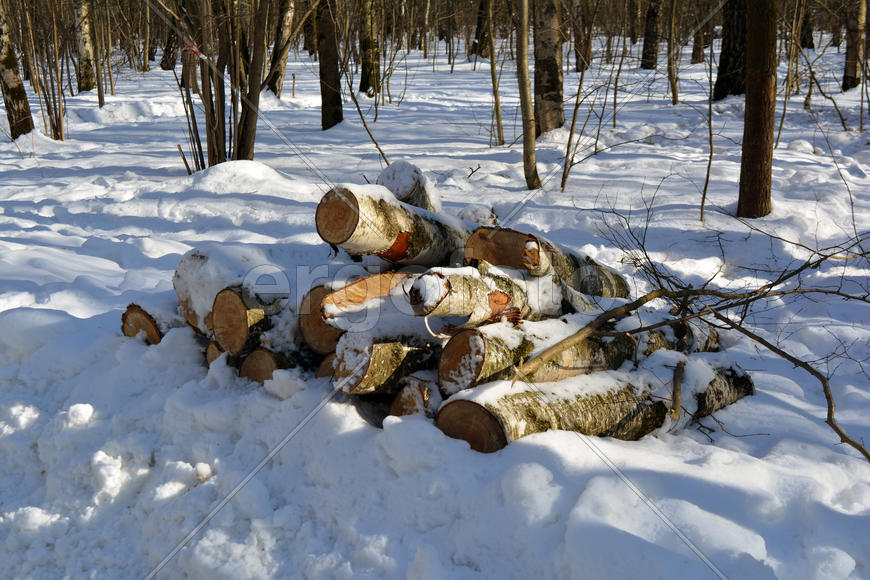 Санитарная рубка в московском городском парке