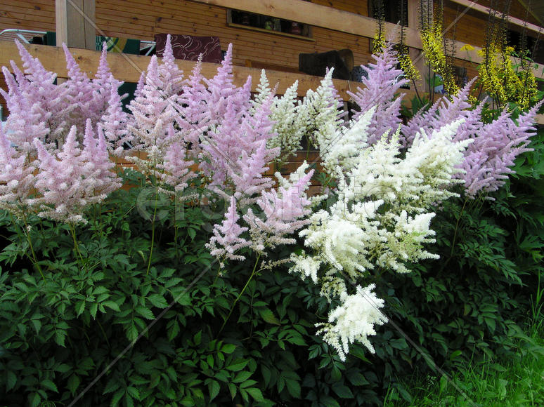 Астильба разного цвета растет возле террасы