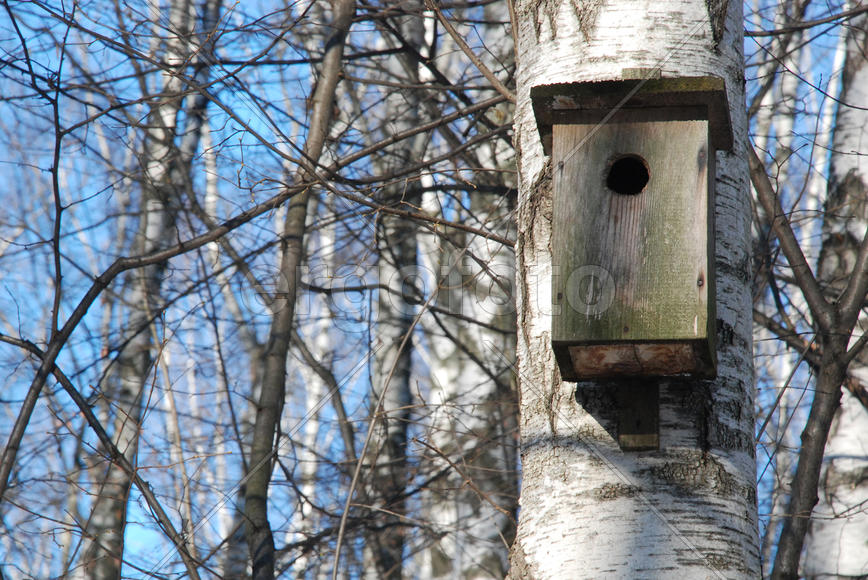 Скворечник на березе в Московском парке в конце зимы