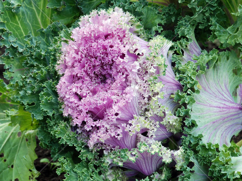 Декоративная капуста сиреневого цвета