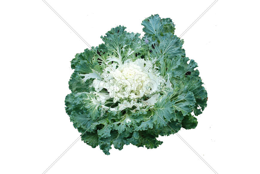 Декоративная капуста белая