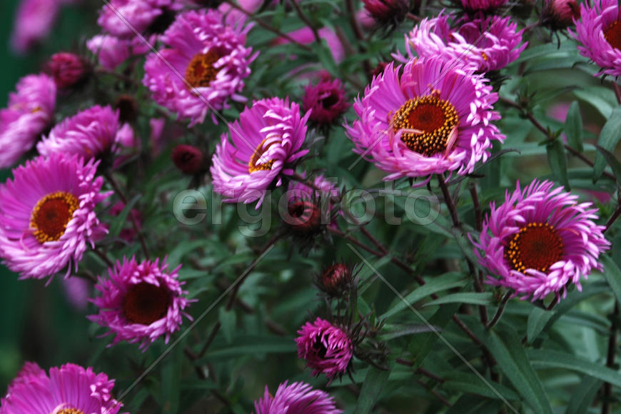 Хризантема многолетняя высокорослая