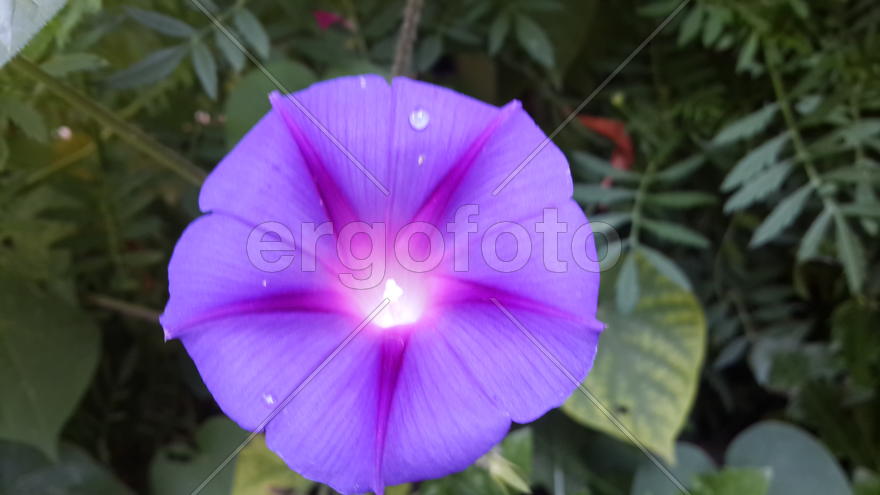 Цветочек с каплями росы