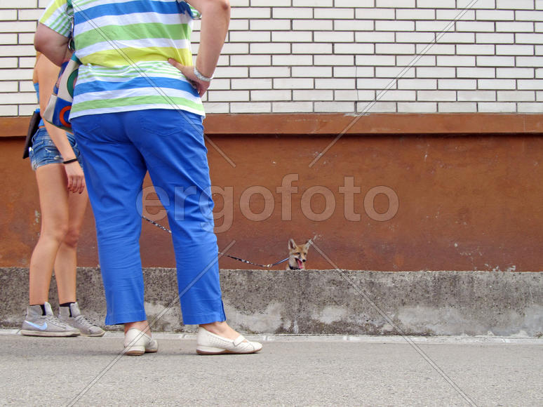 Лисичка на поводке