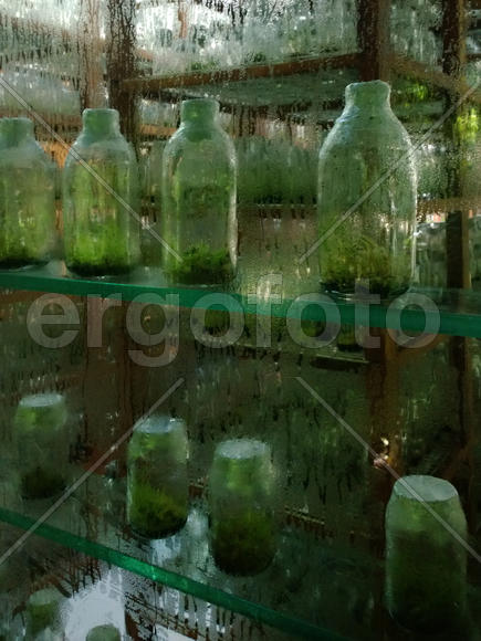 Mushroom laboratory in Mexico