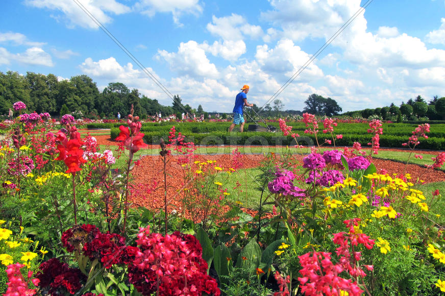 Садовник стрижёт газон в парке Рундальского дворца