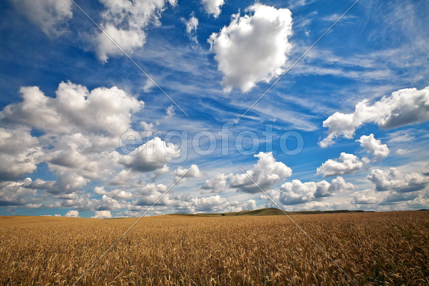Облачное небо над полем ржи