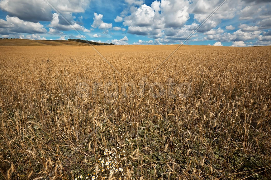 Хлебное поле